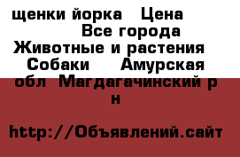 щенки йорка › Цена ­ 15 000 - Все города Животные и растения » Собаки   . Амурская обл.,Магдагачинский р-н